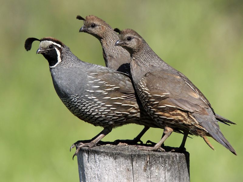 Quail Trio One male California Quail and two females perch together