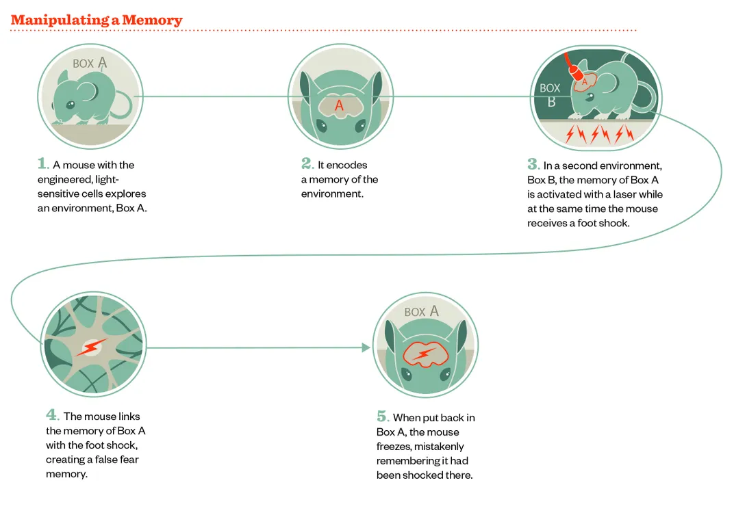 Meet the Two Scientists Who Implanted a False Memory Into a Mouse