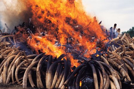 A bonfire of elephant ivory burns in Kenya's Nairobi National Park in July 1989.