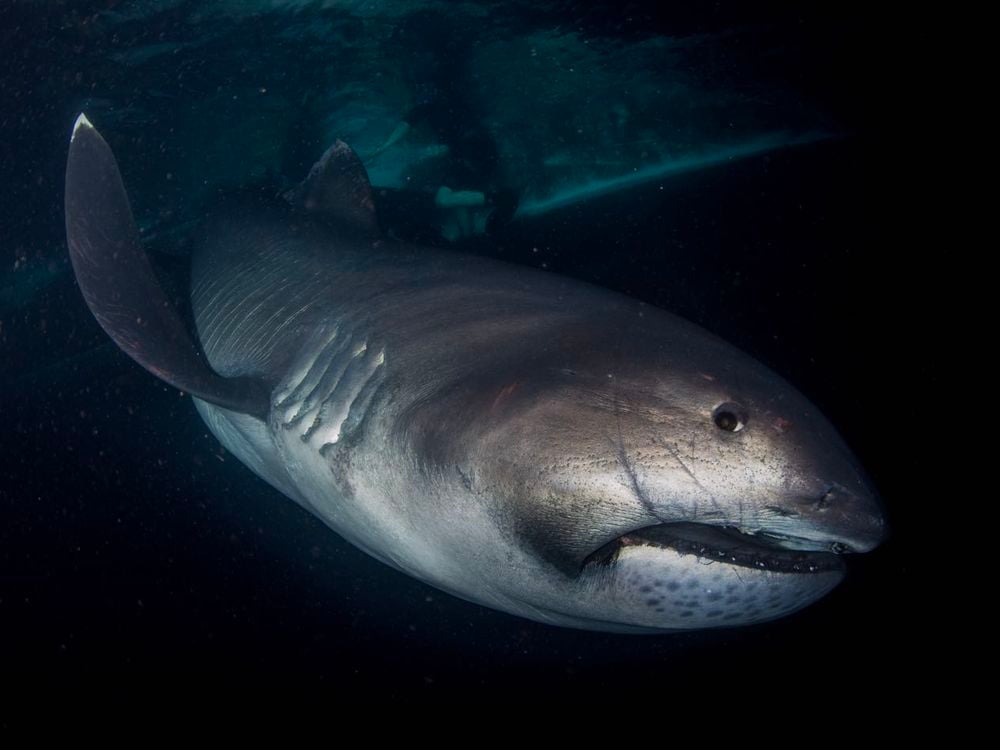 Rare Megamouth Shark Arrives at the Smithsonian