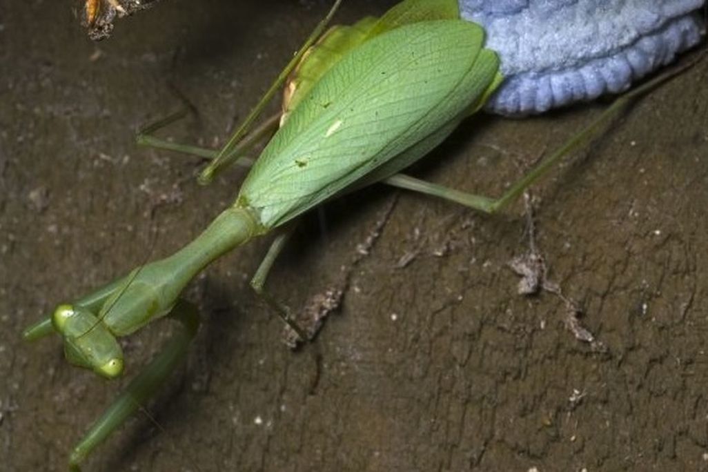 laying eggs