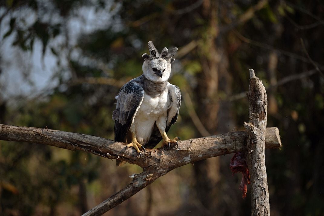 Harpy Eagle on Perch