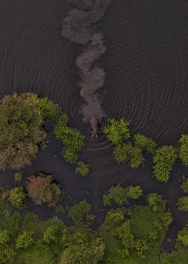 Path of a Rare Giant thumbnail