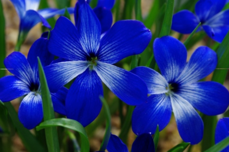 The Chilean crocus, "Tecophilaea cyanocrocus," was thought to be extinct until it was rediscovered in 2001. It's been considered "critically endangered" under ICUN guidelines ever since.