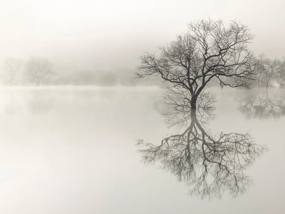 Japan Tree submerged