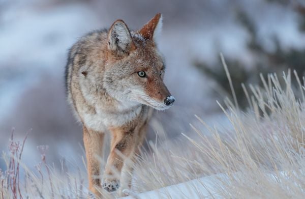 Coyote on the Prowl thumbnail