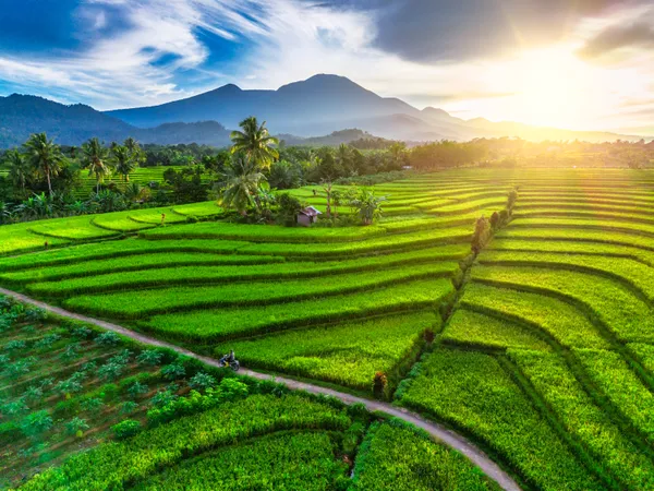 bright morning, farmers pass through a concrete road in the rice field area towards the agricultural land thumbnail