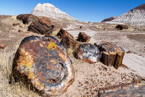 What Came Before Us thumbnail