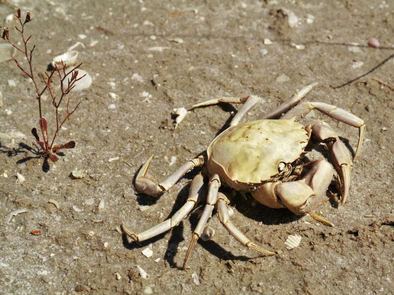 dead crab Smithsonian Photo Contest Smithsonian Magazine
