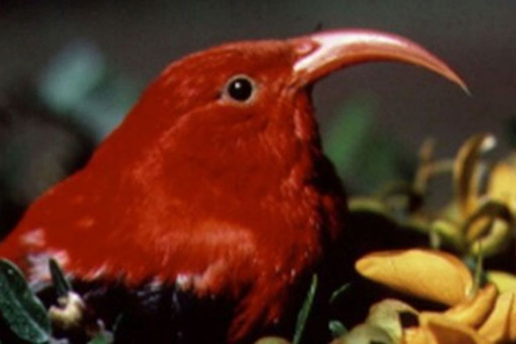 ʻIʻiwi