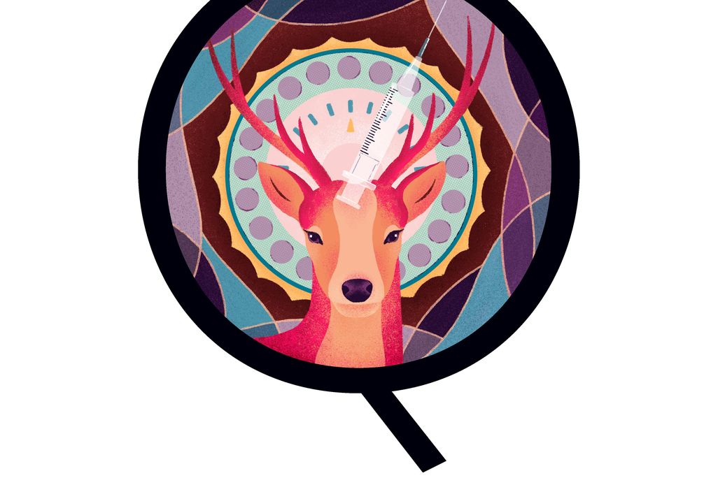Deer illustration