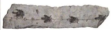 20110520083223dinosaur-tracks-hitchcock.jpg