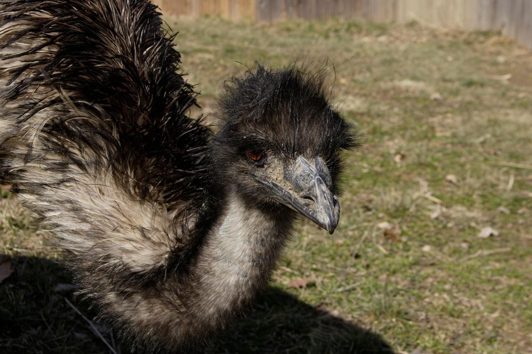 The National Zoo’s Beloved, Aging Emu Has Died