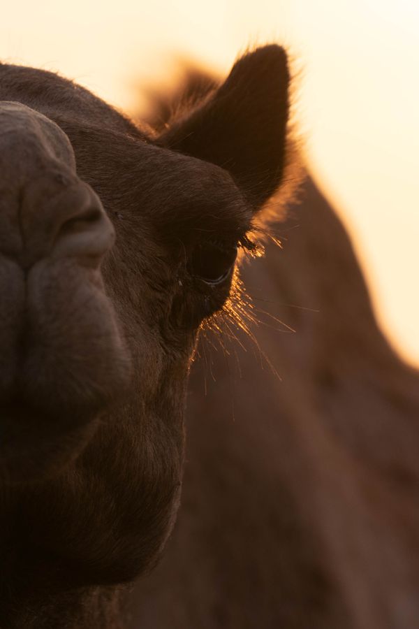Meet a Camel thumbnail