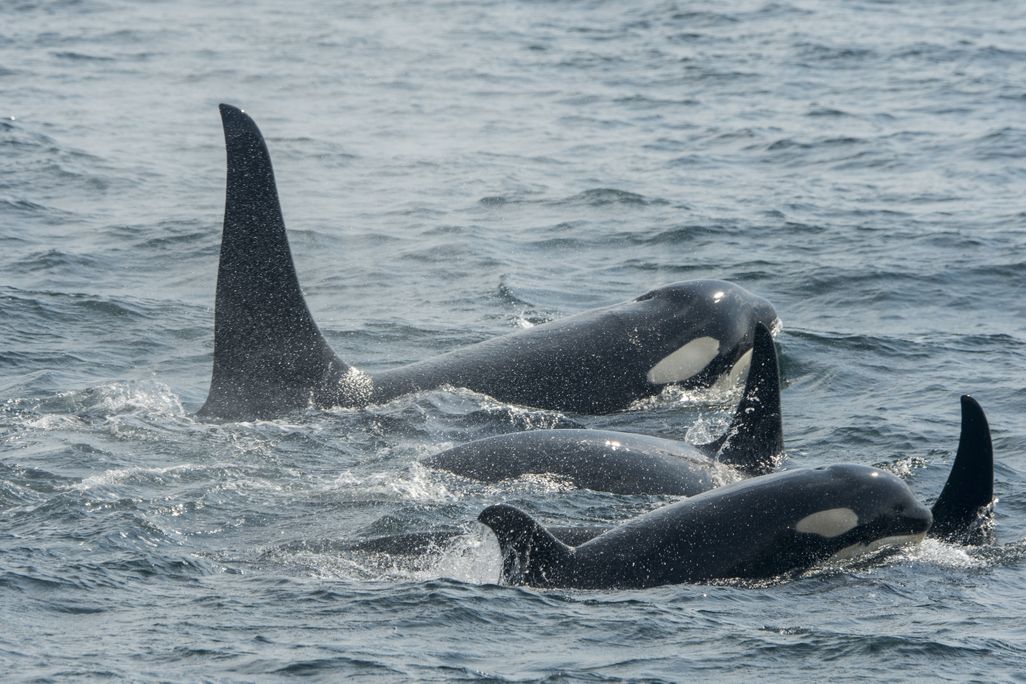Pods of orcas swimming in the water