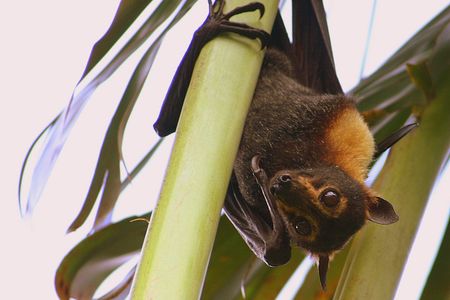 A spectacled fruit bat hangs out in search of its next meal. Many bats eat nectar with grooved tongues that are posing quite a mystery for scientists.