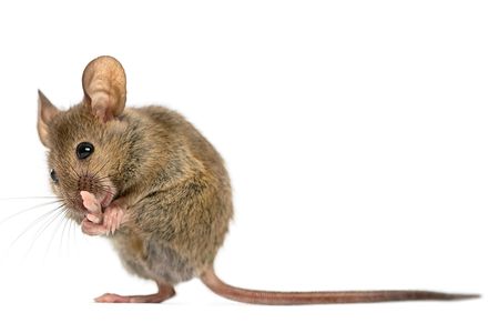 Itchy and scratchy: When they see their peers scratching away, mice get the urge to itch.