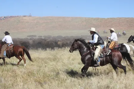 Herding the bison into the corral.