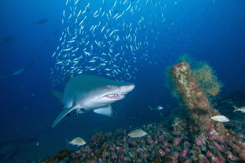 Sand Tiger Shark