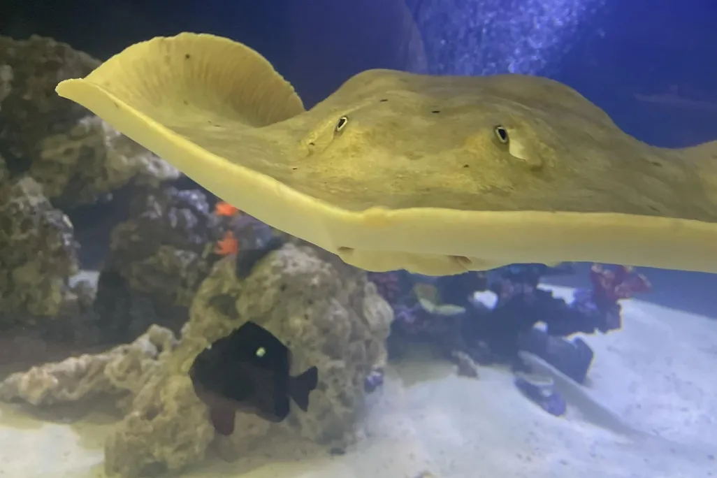 a tan-colored stingray swimming toward the camera in an aquarium above a fish, rocks and sand
