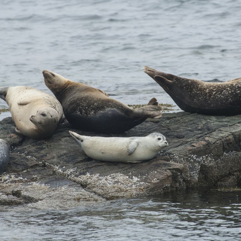 Unusual' seal deaths in Maine linked to avian flu