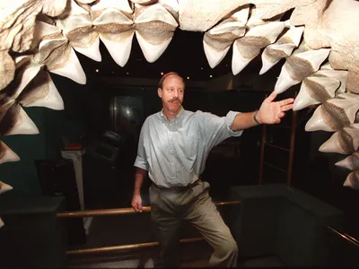 A museum curator gives a sense of scale to the reconstructed jaws of the fossil shark Otodus megalodon.