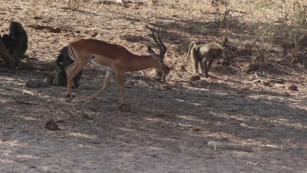 Preview thumbnail for Impalas and Baboons Share a Feast