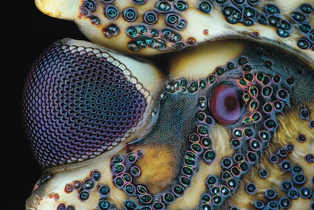a close up detail of a bugs eye