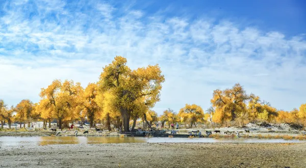 Populus euphratica forest thumbnail