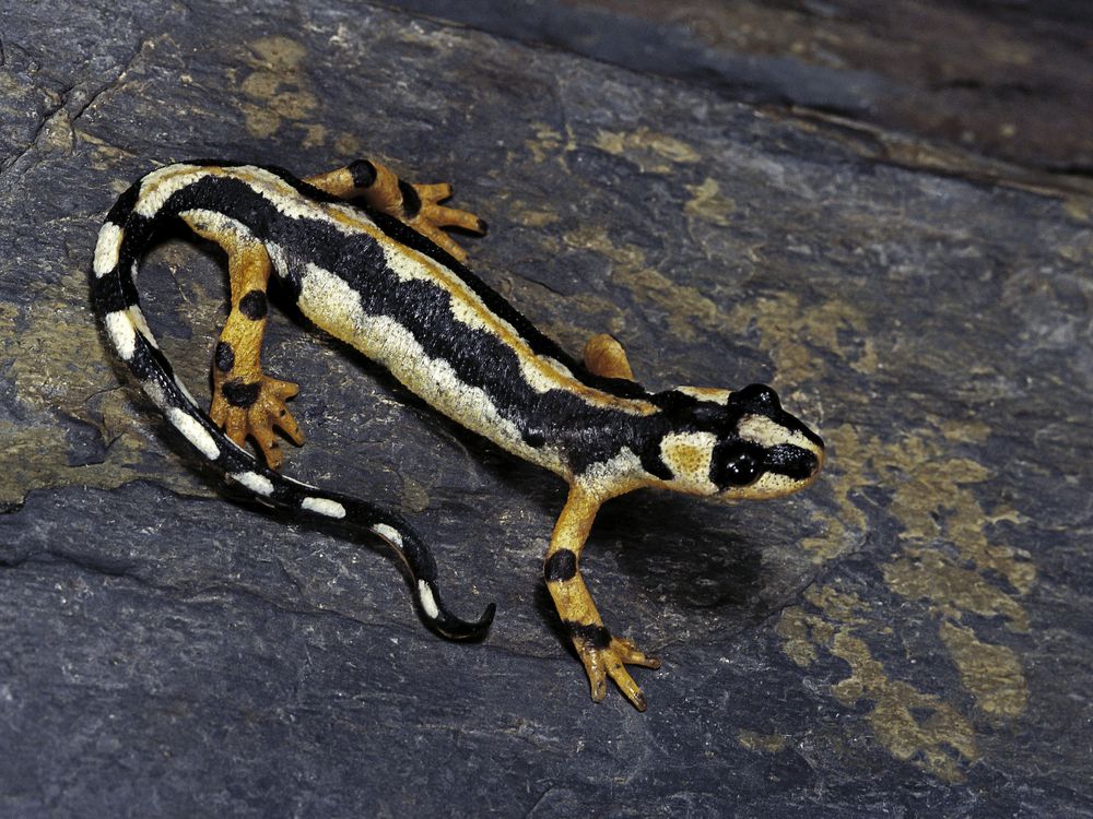 An orange, black and white newt