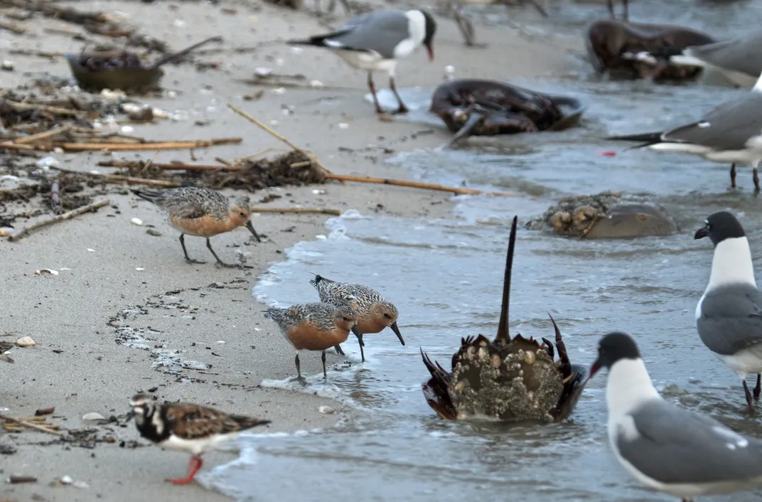 red knots and laughing gulls wade near some horseshoe crabs, one overturned