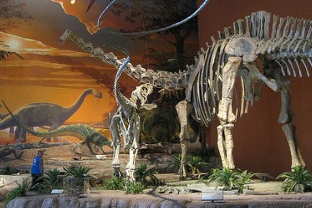 A Suarophaganax (left) harries an enormous Diplodocus at the New Mexico Museum of Natural History and Science