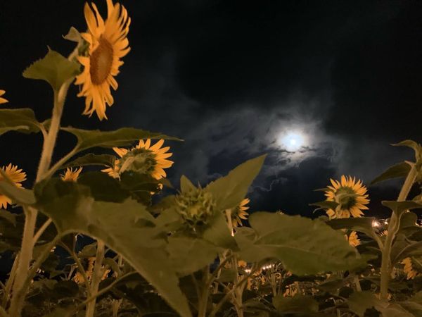 Sunflowers nodding to the moon. thumbnail