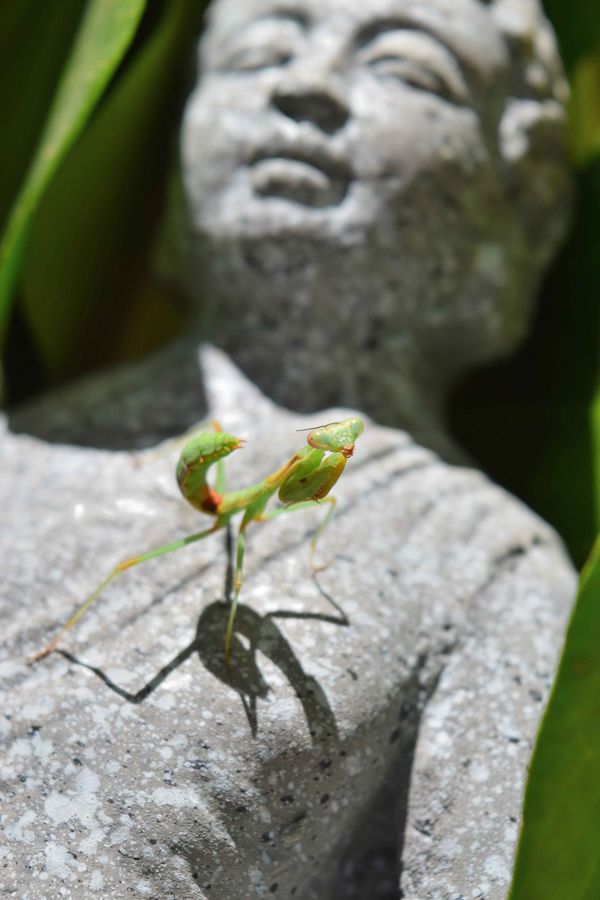 Praying Mantis (praying on buddha statue) thumbnail