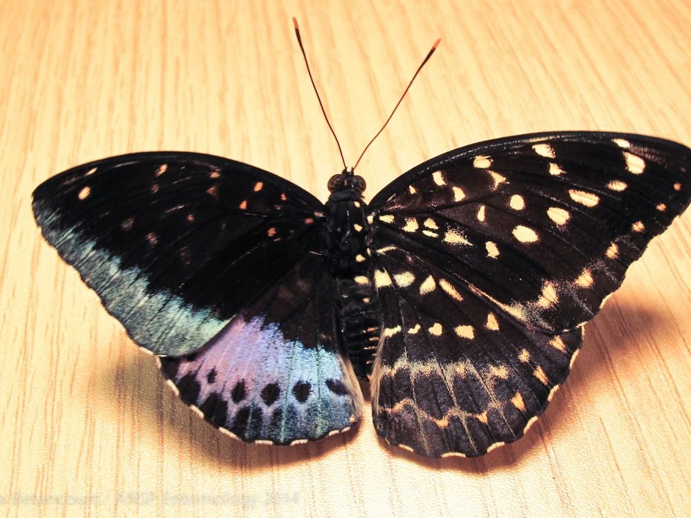 butterfly gynandromorph