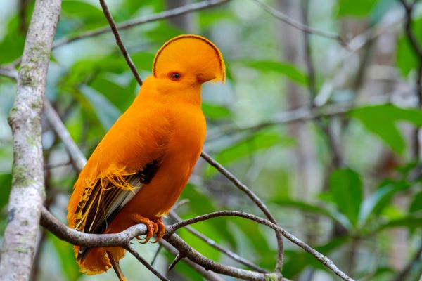 The Guianan cock-of-the-rock's mesmerizing colors thumbnail