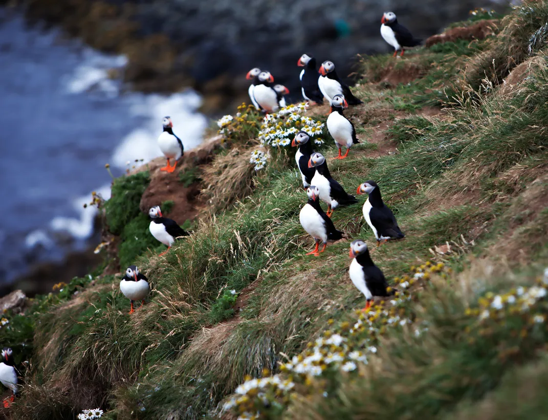 Puffins along the cliffs of Iceland
