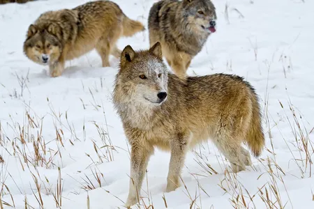 Gray wolves in Montana