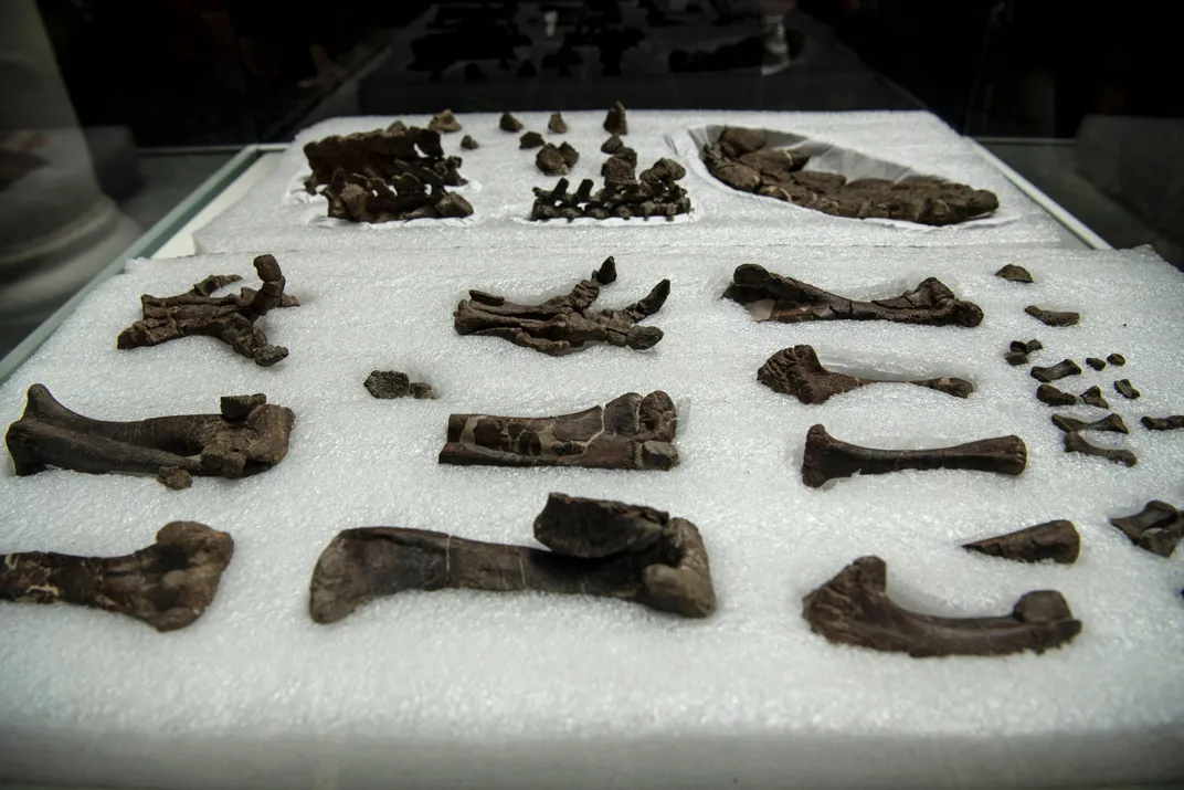 An image of fossilized remains on display inside of a glass case.