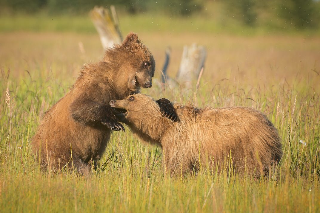 Young Brown Bears playing | Smithsonian Photo Contest | Smithsonian ...