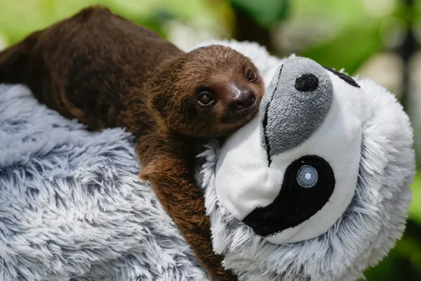 A one-and-a-half-month-old orphaned two-toed sloth thumbnail