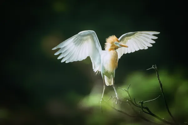 spread wings thumbnail