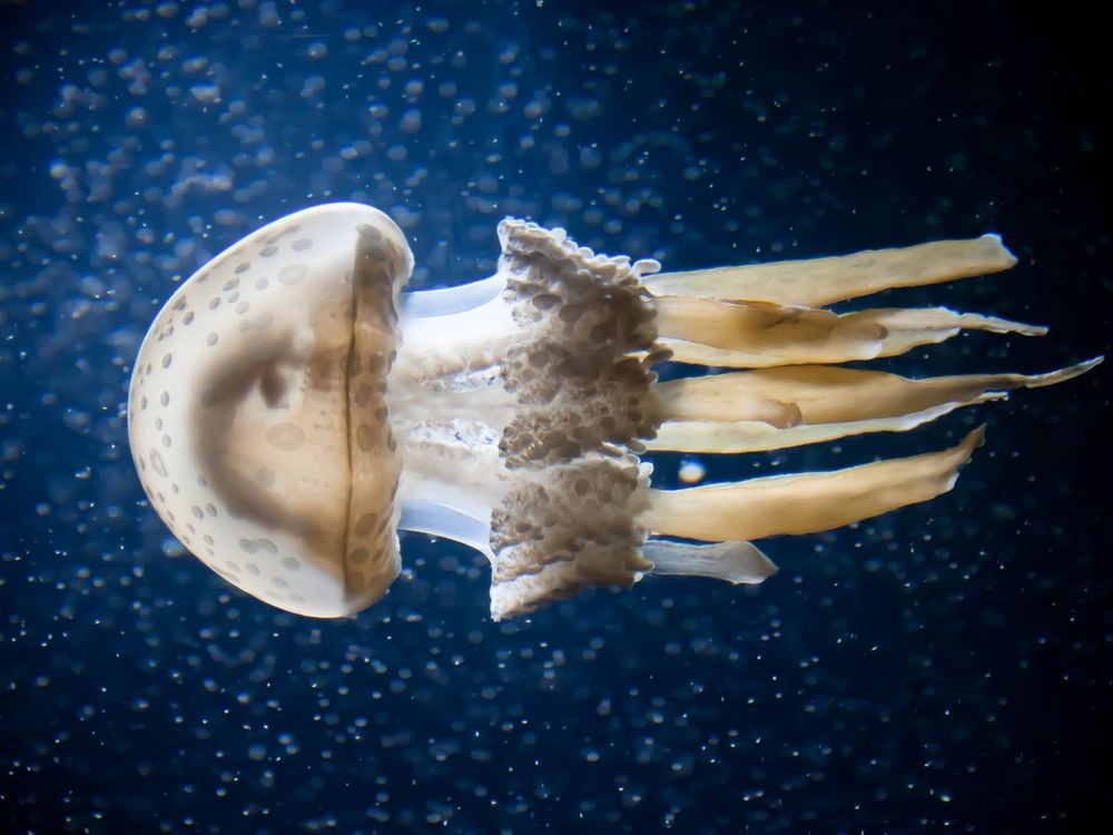 Jellyfish Swimming In The Baltimore Aquarium 