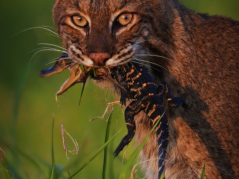 Predator Becomes Prey Florida Bobcat Alligator Smithsonian Photo Contest Smithsonian 