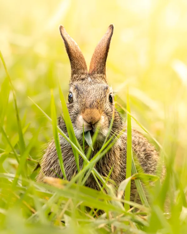 Munchy Bunny thumbnail
