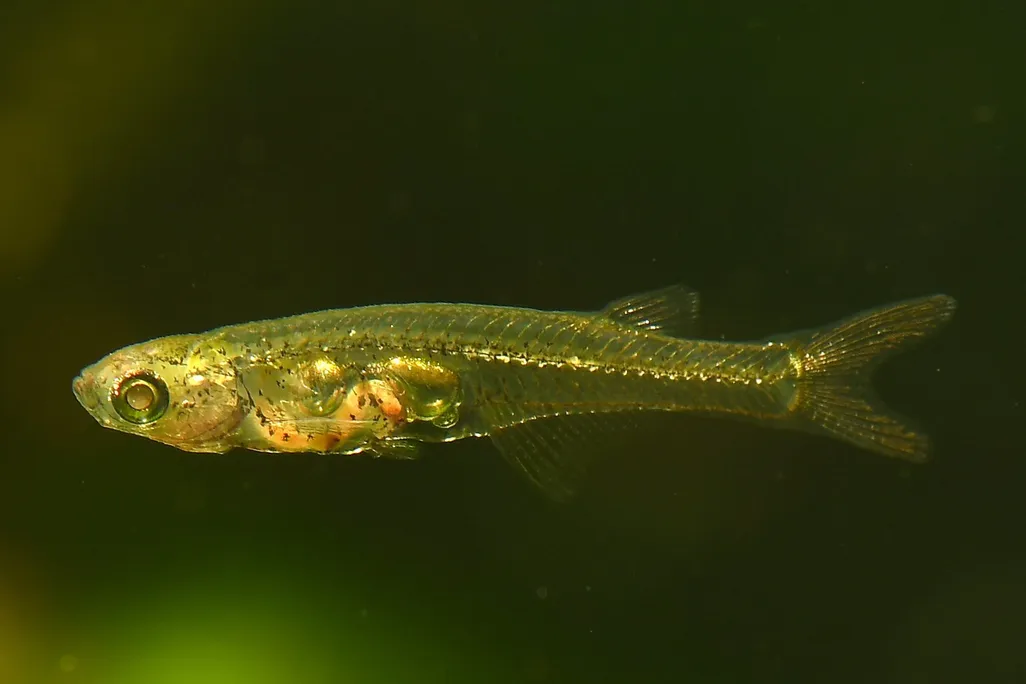 small translucent fish in water swimming to the left