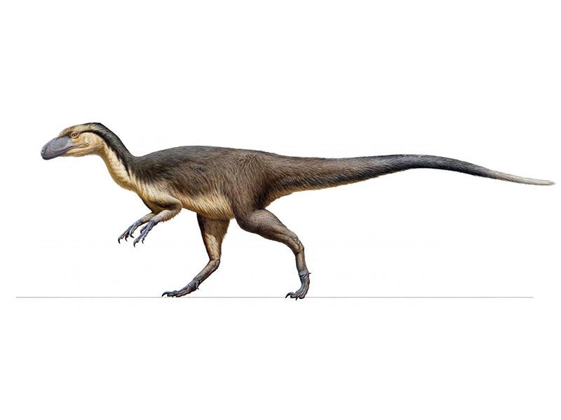 Artist's interpretation of feathered, polar-dwelling dino