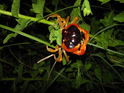 Halloween crabs are known for their orange and black pattern.
