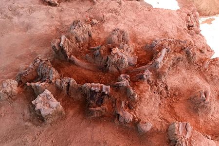 Scientists discovered the remains of some 60 mammoths during excavations for a new airport in Mexico. 