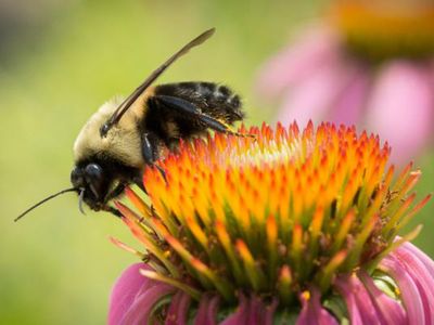 Neonics are responsible for 92 percent of the increase in U.S. agricultural toxicity